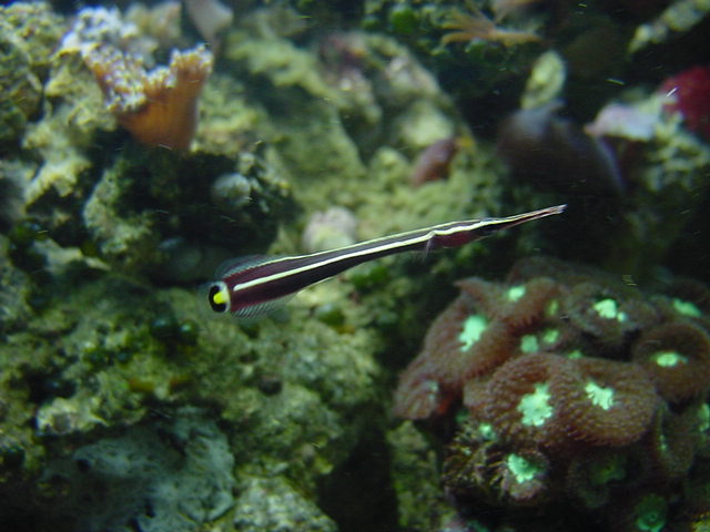 Clingfish