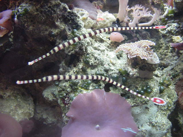 banded pipefish